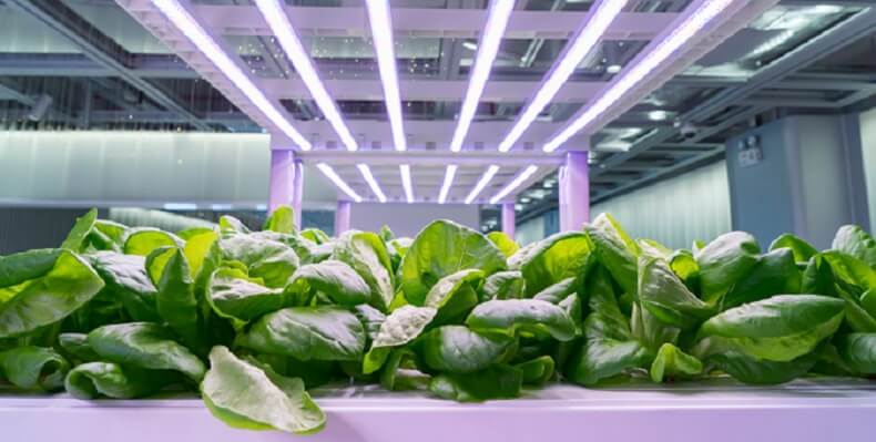 A close up photo of a plant grown using aeroponics in a urban agritechnology lab