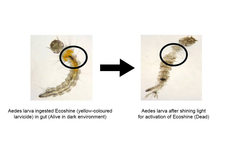 Eco friendly Sun-activated larvicide