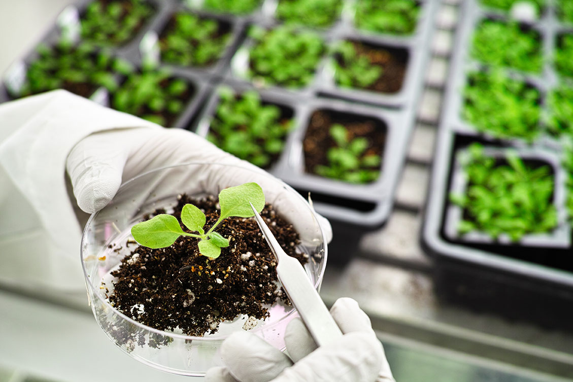 Close up photo of a scientist examining a plant specimen in a modern urban agricultural lab