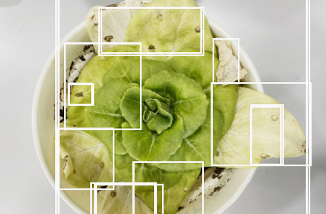 Computer vision and video analytics for plant growth and dieases