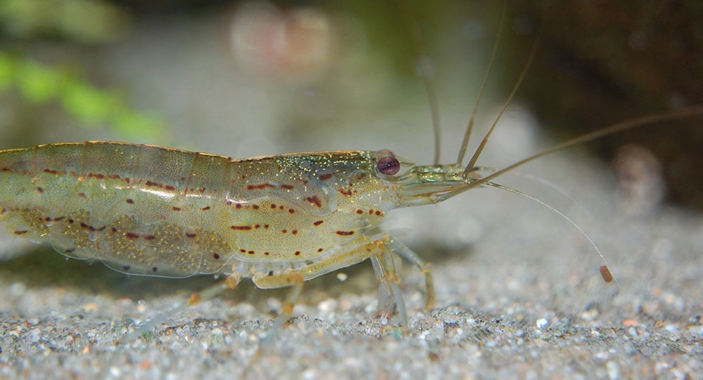 Okara based shrimp feed