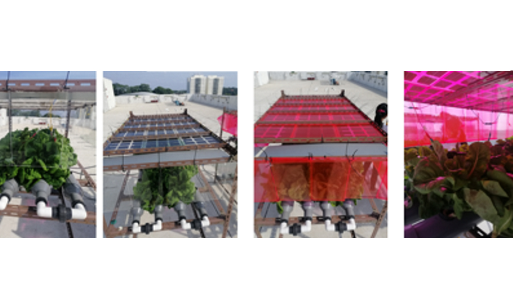 Solar Photovoltaic System for Urban Rooftop Farming