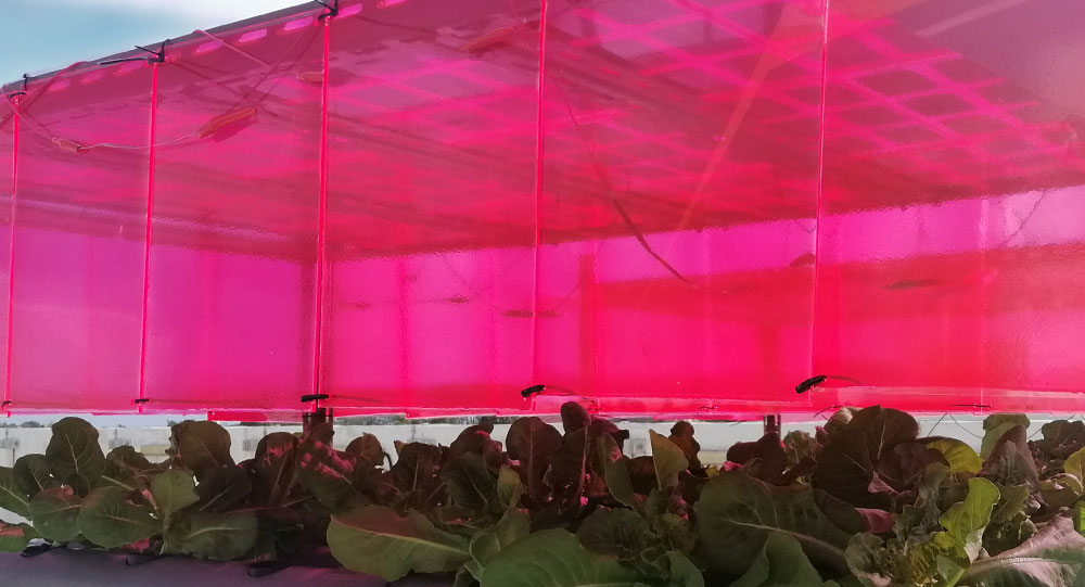 Wavelength-selective Solar Photovoltaic System for Urban Rooftop Farming