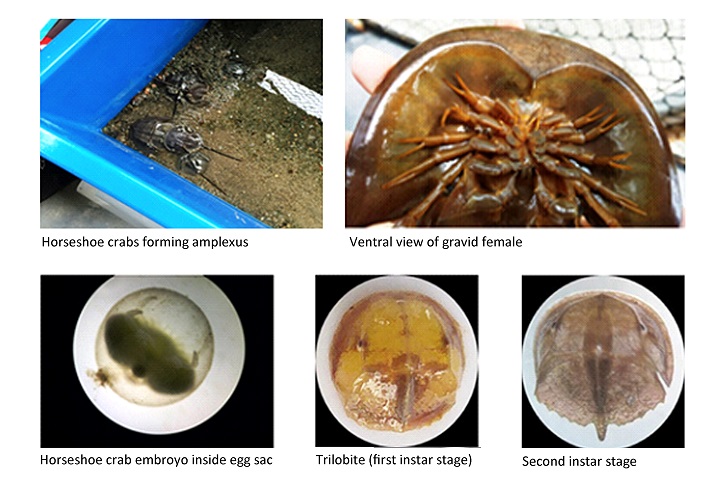 Ex-Situ Conservation of Mangrove Horseshoe Crab, Carcinoscorpius rotundicauda