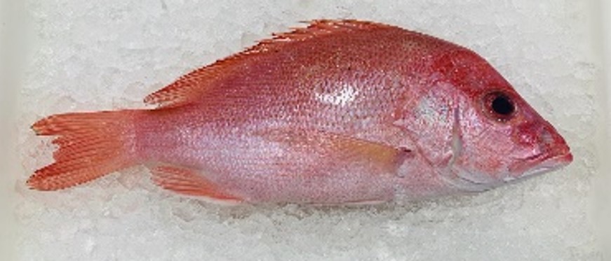 Picture Red Snapper