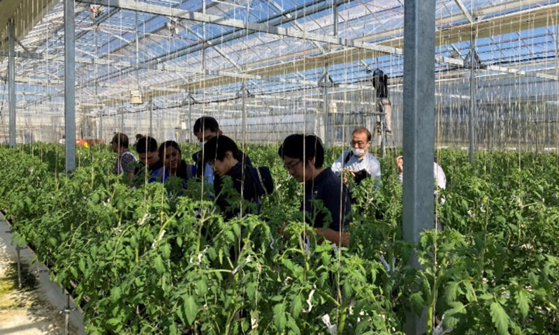 Singaporeparticipantstendingtotomatoplantaspartofthestaffattachmentprogramme